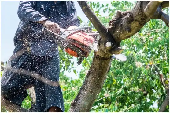 tree services DuPont